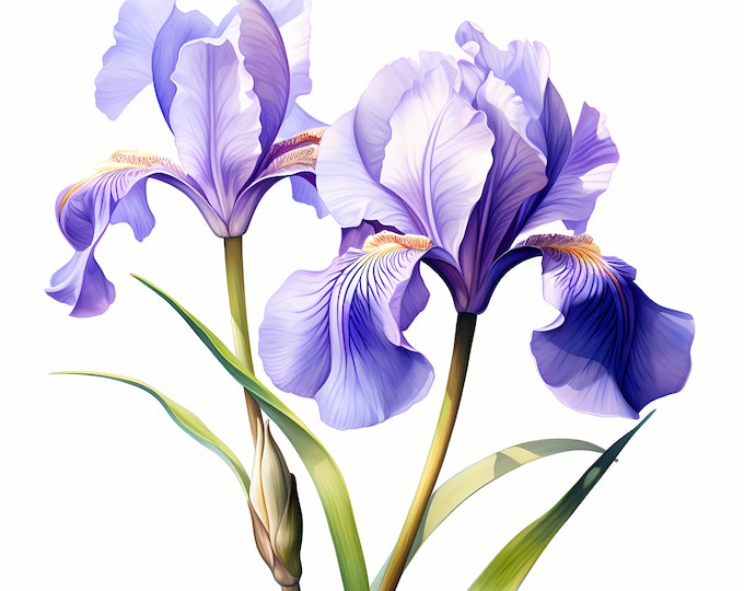 Wild Iris Clipart, Iris Flowers Images, 10 Watercolor Clip Art, Printable JPGs, Instant Download, Commercial Use, Paper craft