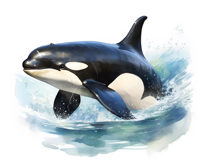 Killer Whale Clipart, Orca Images, 10 Watercolor Clip Art, Printable JPGs, Instant Download, Commercial Use, Paper craft