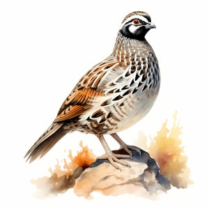 Caille oiseau Clipart, images de caille commune, 10 cliparts aquarelle, fichiers JPG imprimables, téléchargement immédiat, usage commercial, créations en papier