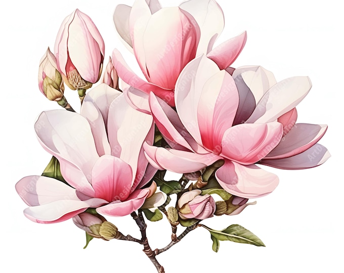 Magnolia Blossoms Clipart, Magnolia Flowers Images, 10 Watercolor Clip Art, Printable JPGs, Instant Download, Commercial Use, Paper craft