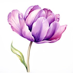Purple Tulip Clipart, Tulip Flower Images, 10 Watercolor Clip Art, Printable JPGs, Instant Download, Commercial Use, Paper craft