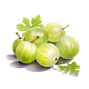 Watercolor Gooseberry Clipart: Ripe Berry Images (JPG, Commercial Use)