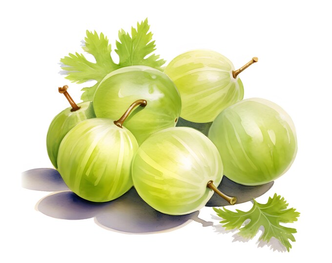 Gooseberry Clipart, Ripe Gooseberry Images, 10 Watercolor Clip Art, Printable JPGs, Instant Download, Commercial Use, Paper craft