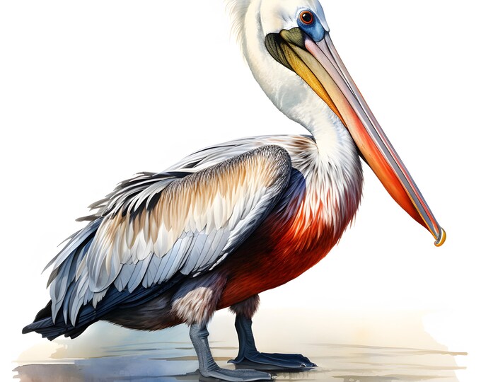 Pelican Clipart, American Pelican Images, 10 Watercolor Clip Art, Printable JPGs, Instant Download, Commercial Use, Paper craft