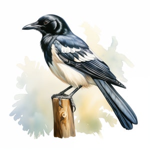 Magpie Clipart, Magpie Images, 10 Watercolor Clip Art, Printable JPGs, Instant Download, Commercial Use, Paper craft