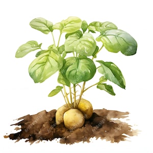 Clipart plante de pomme de terre, pomme de terre avec feuilles, 10 images clipart aquarelle, fichiers JPG imprimables, téléchargement immédiat, usage commercial, créations en papier