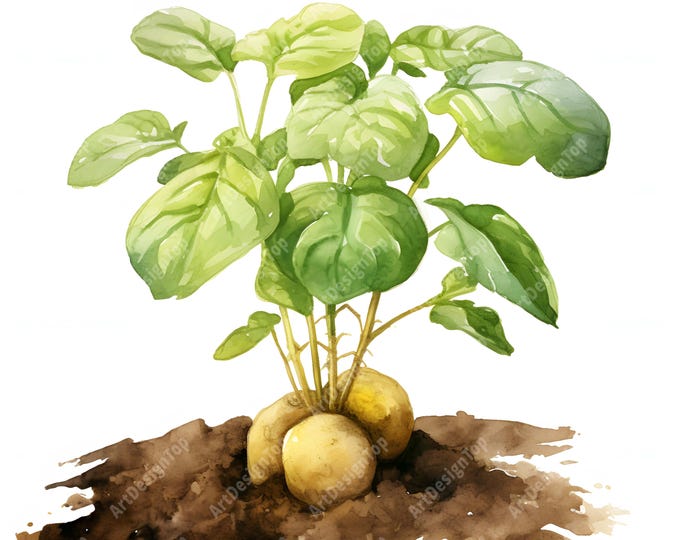 Potato Plant Clipart, Potato With Leaves Images, 10 Watercolor Clip Art, Printable JPGs, Instant Download, Commercial Use, Paper craft