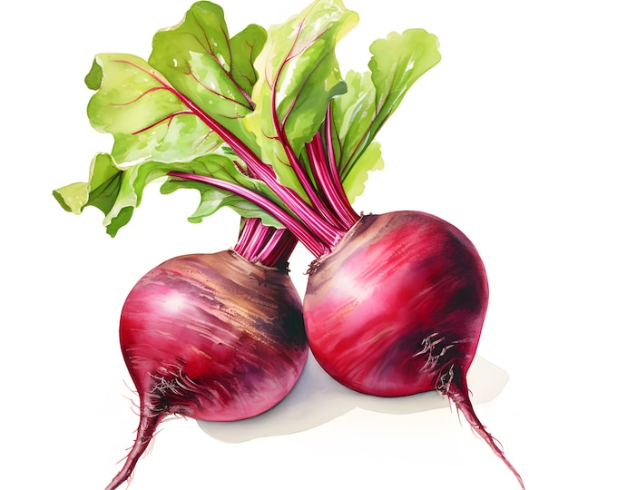 Beetroot Clipart, Beet Images, 10 Watercolor Clip Art, Printable JPGs, Instant Download, Commercial Use, Paper craft