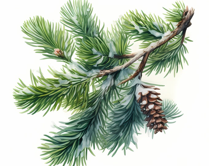 Fir Tree Branch Clipart, Christmas Fir Tree Images, 10 Watercolor Clip Art, Printable JPGs, Instant Download, Commercial Use, Paper craft