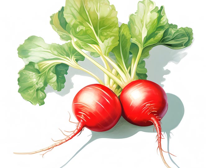 Radish Clipart, Farm Roots Images, 10 Watercolor Clip Art, Printable JPGs, Instant Download, Commercial Use, Paper craft