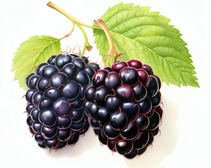 Blackberry Clipart, Fresh Berry Fruit Images, 10 Watercolor Clip Art, Printable JPGs, Instant Download