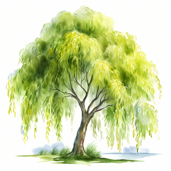 Willow Tree, Willow Tree Breeze, Weeping Willow - Watercolor Clipart Set with 10 JPG Images - Instant Download, Commercial Use