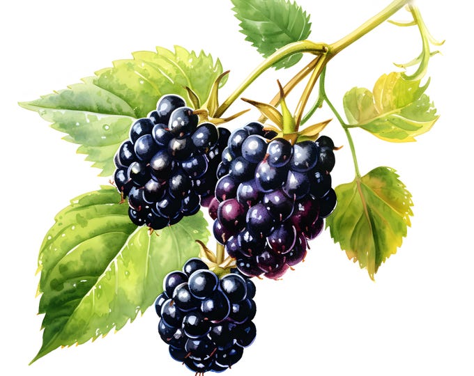 Blackberries Clipart, Blackberry Fruit Images, 10 Watercolor Clip Art, Printable JPGs, Instant Download, Commercial Use, Paper craft