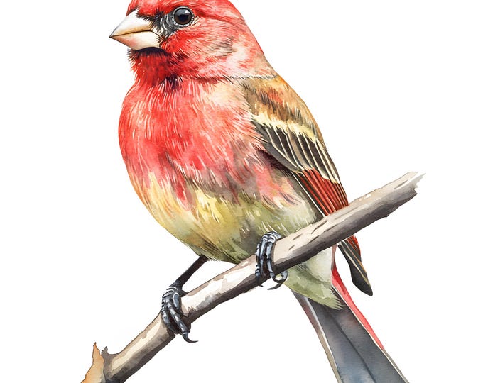 Finch Clipart, House Finch Images, 10 Watercolor Clip Art, Printable JPGs, Instant Download, Commercial Use, Paper craft