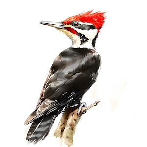 Woodpecker Clipart, Pileated Woodpecker Images, 10 Watercolor Clip Art, Printable JPGs, Instant Download, Commercial Use, Paper craft