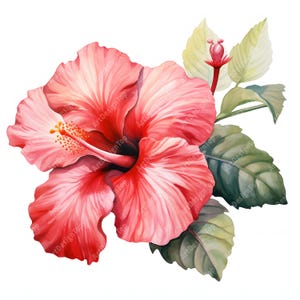 Hibiscus Clipart, Tropical Flowers Images, 10 Watercolor Clip Art, Printable JPGs, Instant Download, Commercial Use, Paper craft