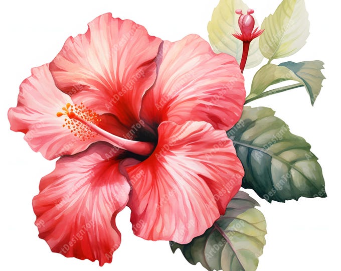 Hibiscus Clipart, Tropical Flowers Images, 10 Watercolor Clip Art, Printable JPGs, Instant Download, Commercial Use, Paper craft