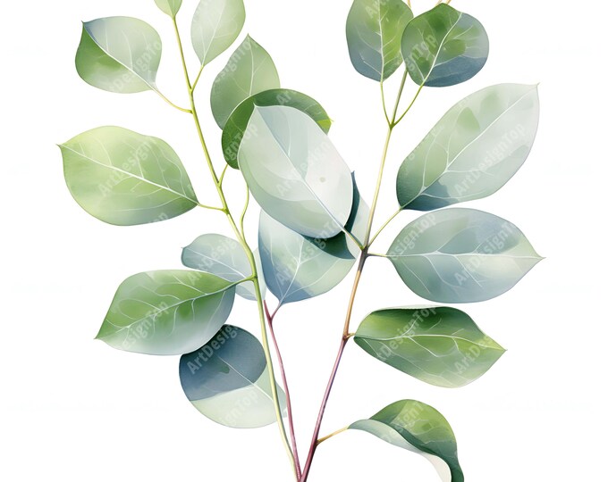 Eucalyptus Clipart, Eucalyptus Branches Images, 10 Watercolor Clip Art, Printable JPGs, Instant Download, Commercial Use, Paper craft