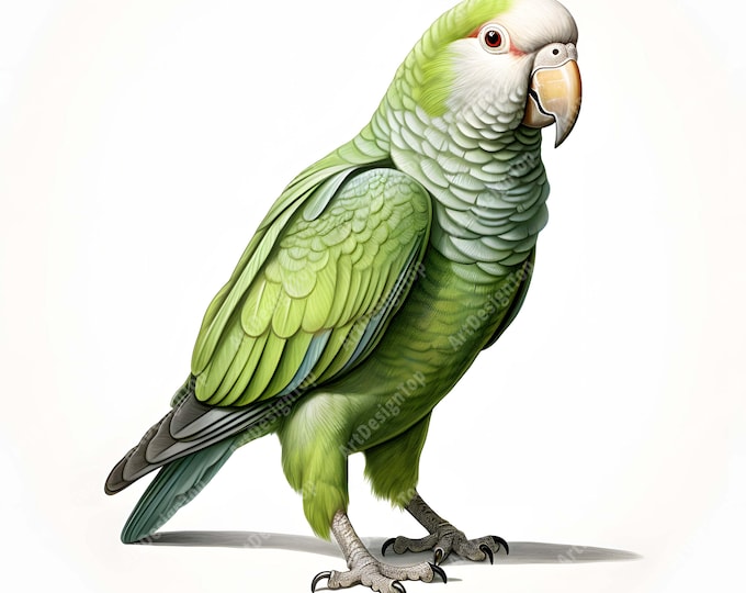 Quaker Parrot Clipart, Green Parrots Images, 10 Watercolor Clip Art, Printable JPGs, Instant Download, Commercial Use, Paper craft