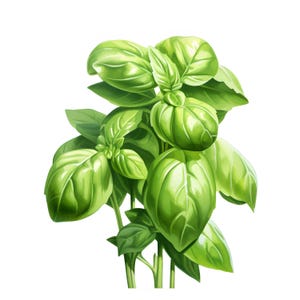 Peut inclure: Un bouquet de feuilles de basilic vert frais avec une couleur vert vif. Les feuilles sont disposées en grappe, mettant en valeur leur beauté naturelle.