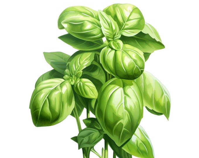 Basil Clipart, Organic Basil Leaves Images, 10 Watercolor Clip Art, Printable JPGs, Instant Download, Commercial Use, Paper craft