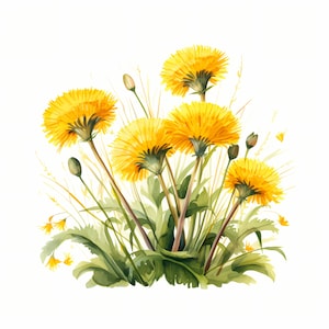 Clipart de dente de leão, imagens de flores de dente de leão, 10 clipart de aquarela, JPGs para impressão, download instantâneo, uso comercial, artesanato em papel