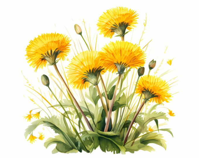 Dandelion Clipart, Dandelion Flowers Images, 10 Watercolor Clip Art, Printable JPGs, Instant Download, Commercial Use, Paper craft