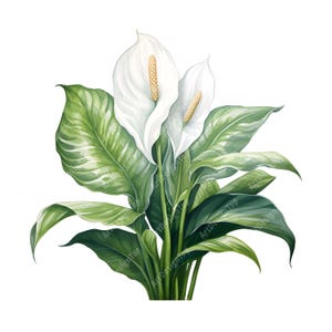 Imágenes de Spathiphyllum, imágenes de lirio de la paz, 10 imágenes prediseñadas de acuarela, archivos JPG imprimibles, descarga instantánea, uso comercial, manualidades de papel