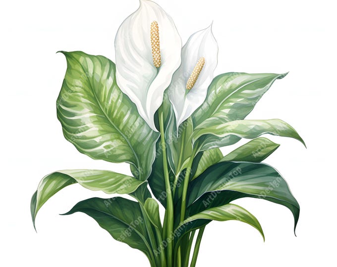 Spathiphyllum Clipart, Peace Lily Images, 10 Watercolor Clip Art, Printable JPGs, Instant Download, Commercial Use, Paper craft
