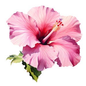 Rosa Hibiskus Clipart, Hibiskus Blume Bilder, 10 Aquarell Clip Art, druckbare JPGs, Sofort Download, kommerzielle Nutzung, Papiermodell
