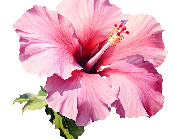 Pink Hibiscus Clipart, Hibiscus Flower Images, 10 Watercolor Clip Art, Printable JPGs, Instant Download, Commercial Use, Paper craft