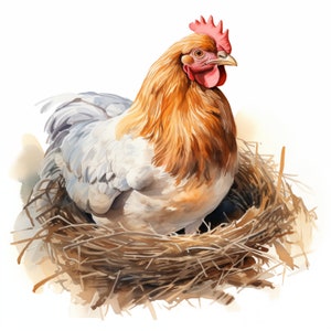 Imágenes de gallina en nido, imágenes de gallina sentada sobre huevos, 10 imágenes prediseñadas de acuarela, archivos JPG imprimibles, descarga instantánea, uso comercial, manualidades de papel