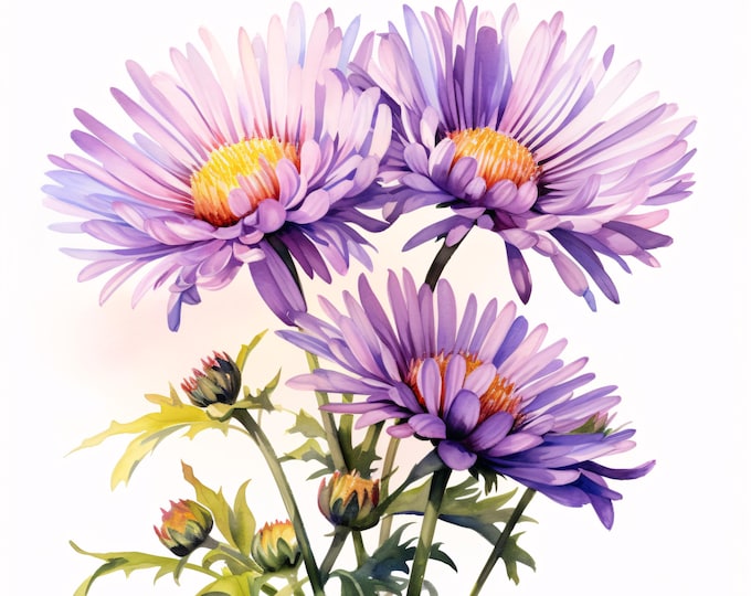 Purple Aster Watercolor Clipart: Botanical Flower Images (JPG Digital Download, Commercial Use)