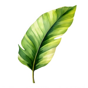 Clipart di foglie di palma di banana, immagini di foglie tropicali, 10 clipart ad acquerello, JPG stampabili, download immediato, uso commerciale, artigianato di carta