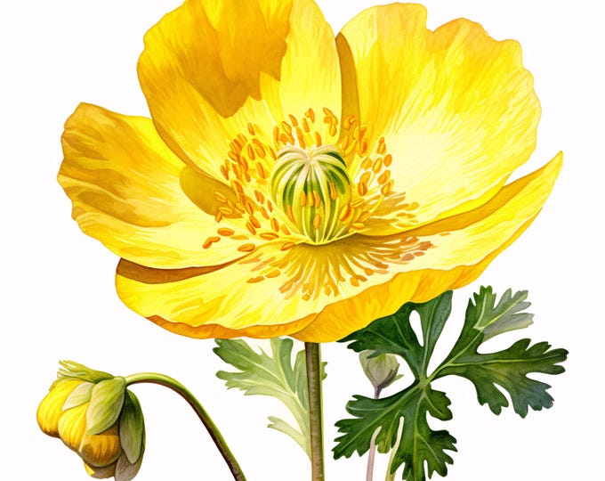 Yellow Poppy Flower Clipart, Botanical Bloom Images, 10 Watercolor Clip Art, Printable JPGs, Instant Download, Commercial Use, Paper Craft