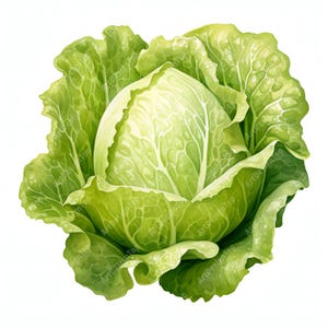 Watercolor Lettuce Clipart: Farm Vegetable JPG Images (Digital Download)