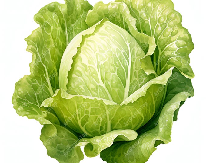 Lettuce Clipart, Farm Fresh Vegetable Images, 10 Watercolor Clip Art, Printable JPGs, Instant Download, Commercial Use, Paper craft