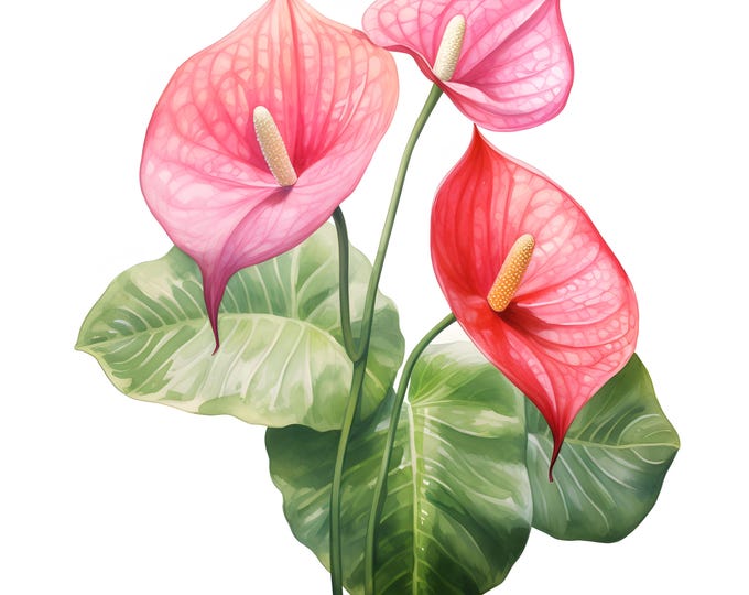 Anthurium Clipart, Pink Anthurium Images, 10 Watercolor Clip Art, Printable JPGs, Instant Download, Commercial Use, Paper craft