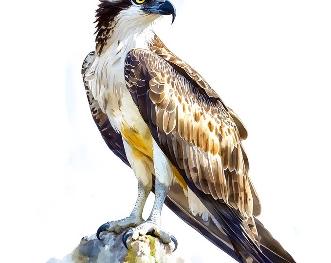 Osprey Clipart, Osprey Bird Images, 10 Watercolor Clip Art, Printable JPGs, Instant Download, Commercial Use, Paper craft