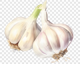 10 clipart PNG di aglio, immagini di verdure fresche, sfondo trasparente, clipart ad acquerello, download immediato, uso commerciale