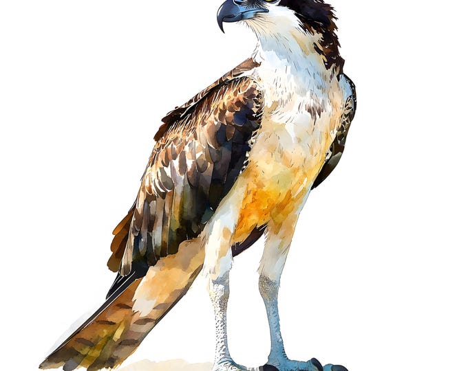 Osprey Clipart, Majestic Osprey Images, 10 Watercolor Clip Art, Printable JPGs, Instant Download, Commercial Use, Paper craft