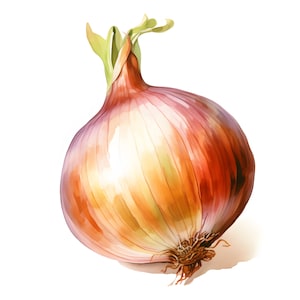 Watercolor Onion Clipart: Farm Vegetable Art (JPG Digital Download)
