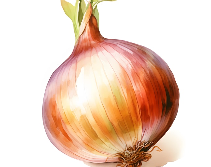 Onion Clipart, Farm Vegetable Images, 10 Watercolor Clip Art, Printable JPGs, Instant Download, Commercial Use, Paper craft