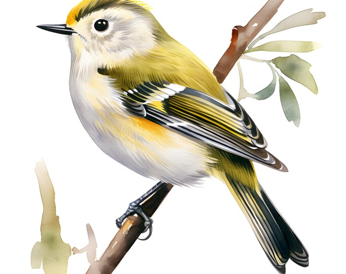 Goldcrest Clipart, Passerine Bird Images, 10 Watercolor Clip Art, Printable JPGs, Instant Download, Commercial Use, Paper craft