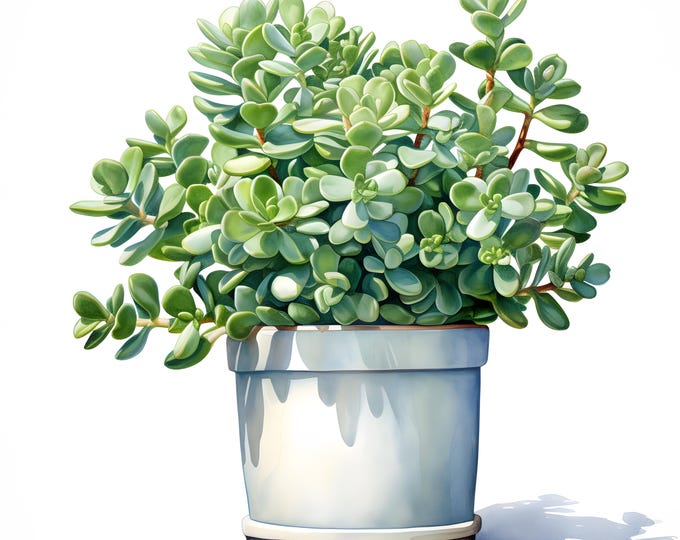 Potted Jade Plant Clipart, Jade Plant In Pot Images, 10 Watercolor Clip Art, Printable JPGs, Instant Download, Commercial Use, Paper craft