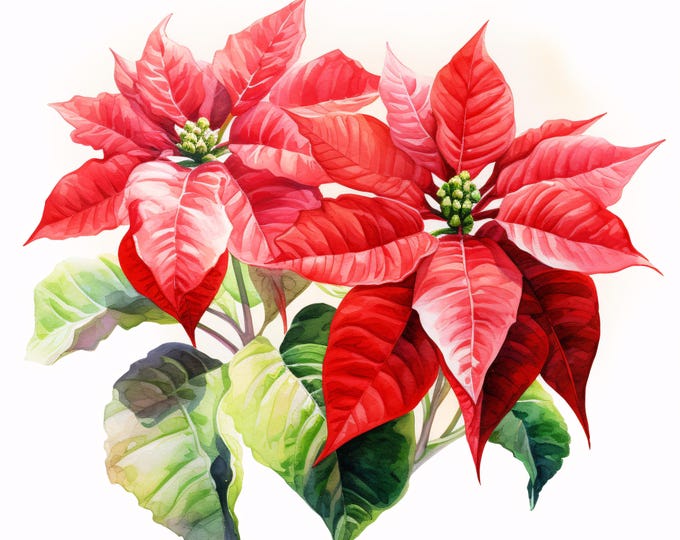 Watercolor Poinsettia Clipart: Christmas Flower Images (JPG Instant Download, Commercial Use)