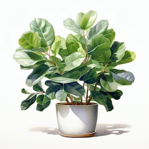 May include: A watercolour painting of a Fiddle Leaf Fig plant in a white pot. The plant has large, glossy green leaves with lighter green and white accents. The pot sits on a light brown saucer, against a clean white background.