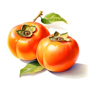 Imágenes prediseñadas de caqui, imágenes de frutas, 10 imágenes prediseñadas de acuarela, archivos JPG imprimibles, descarga instantánea, uso comercial, manualidades de papel