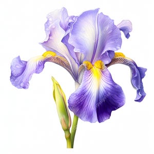 May include: A single purple iris flower with yellow accents and a green bud. The flower has a delicate, watercolour-like appearance.