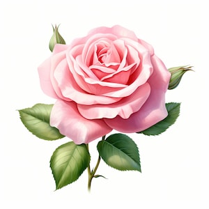 May include: A single pink rose with green leaves and buds. The rose is in full bloom and has a delicate, feminine appearance.